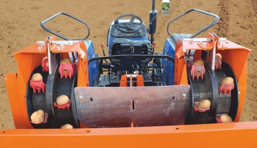 Zig zag planting of tubers for higher yield